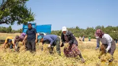 Mersinli Çiftçinin Beklediği Haber Rusyadan Geldi: 2026da Limon ve Mandalina İhracatında Rekor Beklentisi! Bahçede Fiyatlar Değişti - 33